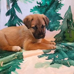 Juniper - Tawny female Chinook puppy in Gilbert, Washington from Desert Sol Chinooks