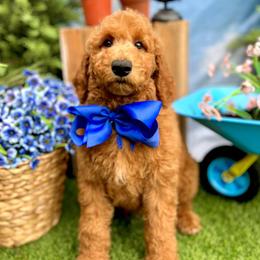 Wimberly's Blue Boy - Apricot male Goldendoodle puppy in Kountze, Texas from Texas Doodles LLC