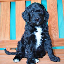 Goldendoodle Puppies from Warren Doodles