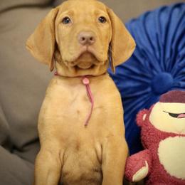 Lotsa - Golden rust male Vizsla puppy in Bloomington, Indiana from Envizion