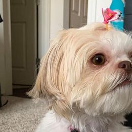 Shihpoos and Shih Tzus from Kinard's puppies
