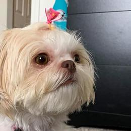 Shihpoos and Shih Tzus from Kinard's puppies