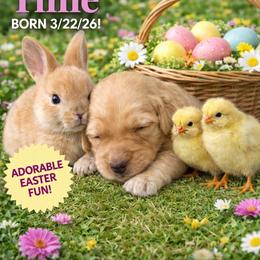 Tillie - Apricot female Goldendoodle puppy in Aurora, Illinois from Chicago Goldendoodles
