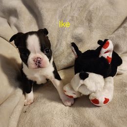 Boston Terrier Puppies from Boston Pride