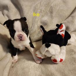 Boston Terrier Puppies from Boston Pride
