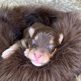 Mouse- Grey Collar - Red tri-color male Australian Shepherd puppy in Newport, Rhode Island from Wildlings Australian Shepherds