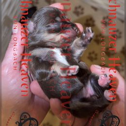 Olympia AKC - Liver female Miniature Schnauzer puppy in Pelzer, South Carolina from Schnauzer Heaven Von Longbach
