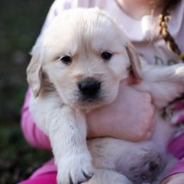 Honey - Golden female Golden Retriever puppy in Paoli, Indiana from Rose n’ Thistle Farm