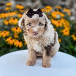 Macaroni (Purple Collar) - Brown merle female Aussiedoodle puppy in Sharpsburg, Georgia from Steindoodles