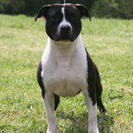 Django - American Staffordshire Terrier