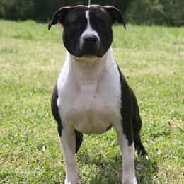 Django - American Staffordshire Terrier