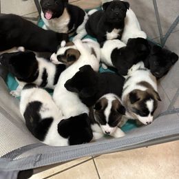 Akita Puppies from Gloe Akita's