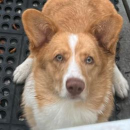 Cracker Jax - Liver and white American Corgi puppy in Dade City, Florida from Red White & Bluie Corgi