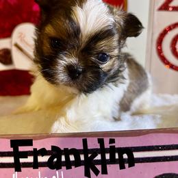 Chinese Crested and Mi-Ki Puppies from Neonate puppy care for breeders