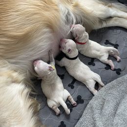 Golden Retriever Puppies from Ruff Life Goldens