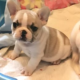 French Bulldog Puppies from BigStar French Bulldogs