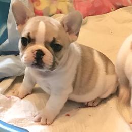 French Bulldog Puppies from BigStar French Bulldogs