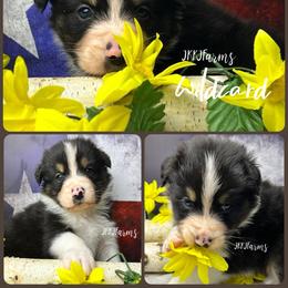 2 Wildcard, BTM - Black tri-color male Australian Shepherd puppy in Huntington, Texas from JKKJ Farms, LLC