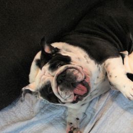 Bulldog Puppies from Sanford and Son Bulldogs