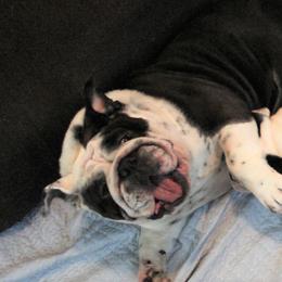 Bulldog Puppies from Sanford and Son Bulldogs