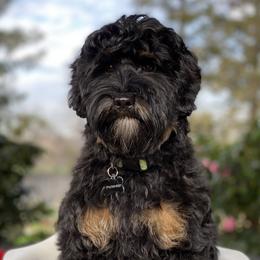 Henley - Australian Labradoodle