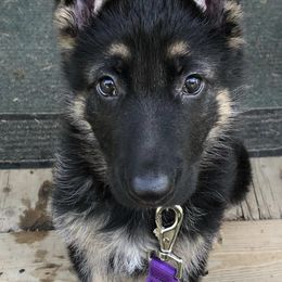 German Shepherds from K9 At Blackwater