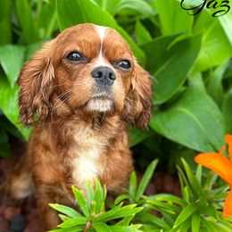 Gazelle - Cavalier King Charles Spaniel