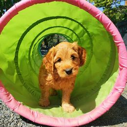 Australian Labradoodle Puppies from Starlight Ridge Australian Labradoodles