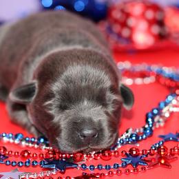Bracelet - Black female Labrador Retriever puppy in Morrilton, Arkansas from Ancient Dogges Performance Dogs