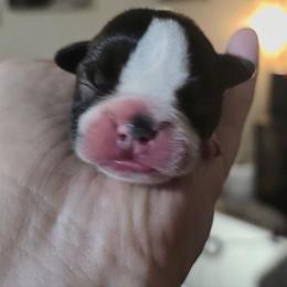Teal - Black and white female Boston Terrier puppy in Clinton Township, Michigan from Greenberg's Boston Terriers & Bullies of Metro Detroit