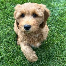 Aspen's Blue Female - Apricot female Goldendoodle puppy in Great Falls, Montana from Montana Goldendoodles