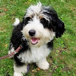 Poppy - Bernedoodle