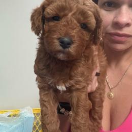 Teal - Red  female Goldendoodle puppy in Southampton, Pennsylvania from Pumpkin Patch Doodles