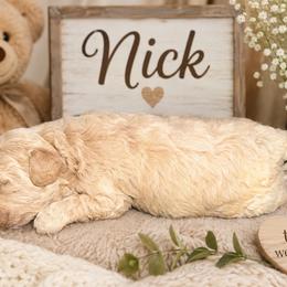 Nick - Apricot male Goldendoodle puppy in North Branch, Michigan from Graceful Miniature Goldendoodles