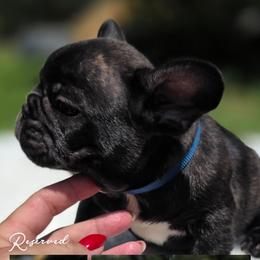 Blue boy - Brindle male French Bulldog puppy in Polk City, Florida from Best Friend Frenchies, LLC