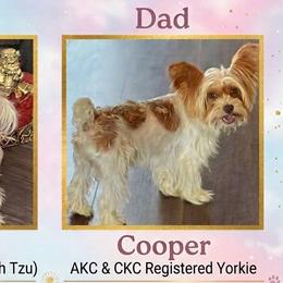 Shorkies and Yorkshire Terriers from Passion Pups TN