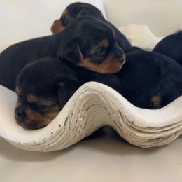 Yorkshire Terrier puppies from Andre's Yorkshire Terriers