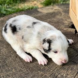 Luna - White and blue merle female Border Collie puppy in Rickman, Tennessee from Roaring River Border Collies