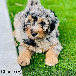 Assorted Doodle Crosses, Aussiedoodle, Australian Mountain Doodle, and Bernedoodle Puppies from North 40 Doodles