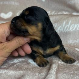 Black and tan - Black and tan male Dachshund puppy in Boswell, Indiana from Golden Moose Homestead
