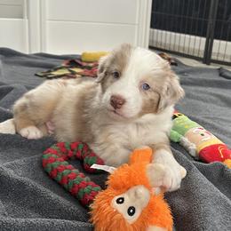 Timeless Tomato - Red merle male Australian Shepherd puppy in Byron Center, Michigan from Sunshine Shepherds
