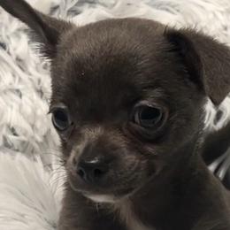 Judah - Chihuahua