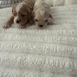 Blue and green collar reserved cook family - Apricot male Maltipoo puppy in Fredericktown, Missouri from Doodle Pups Fur-Ever