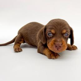 Valentine - Chocolate and tan male Dachshund puppy in Waddell, Arizona from Neu Doxies