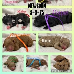 Poodle Puppies from Stunningly Sweet Standards