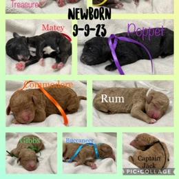Poodle Puppies from Stunningly Sweet Standards