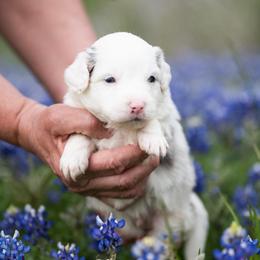 Moon pie - Blue merle male Miniature American Shepherd puppy in Groesbeck, Texas from Epic Miniature American Shepherds