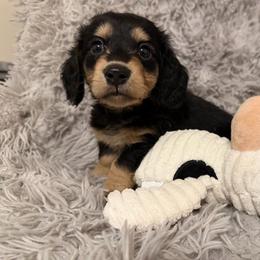 Matteo - Black and cream male Dachshund puppy in Bergen, New York from T. Rex Doxies & Friends