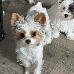 Loki - Yorkshire Terrier