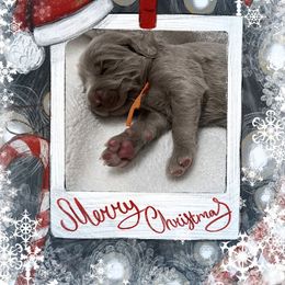 Long Haired Weimaraner Puppies from Northern Bluegrass Weimaraners
